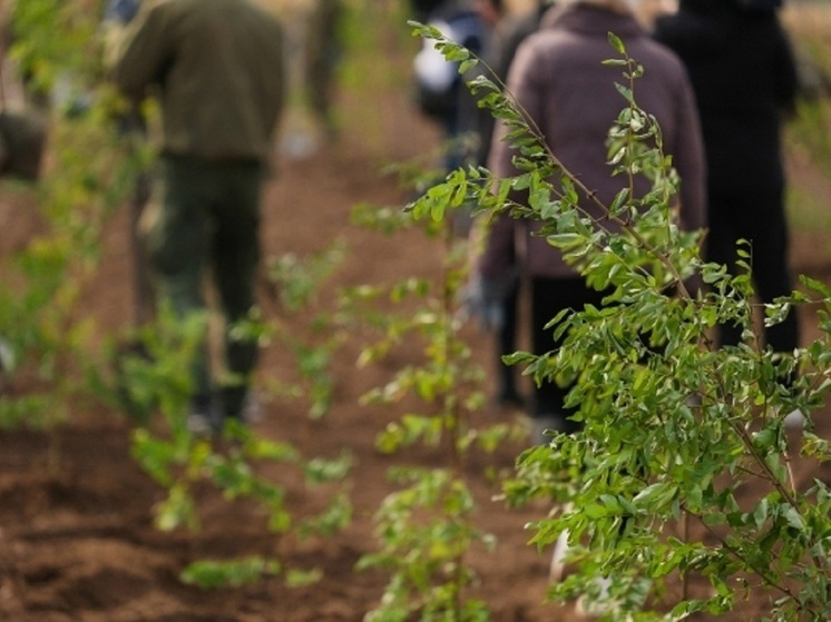Под Волгоградом на экоакции высадили 18 000 сеянцев ясеня