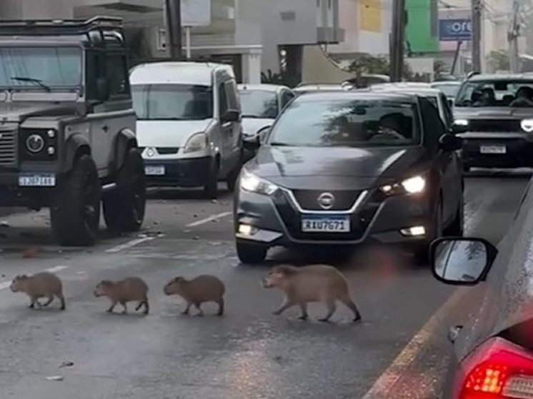 Семейство капибар устроило "самую милую" автомобильную пробку в Бразилии