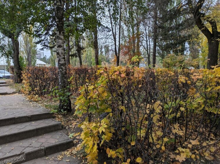 Первый ноябрьский выходной воронежцы проведут без дождей