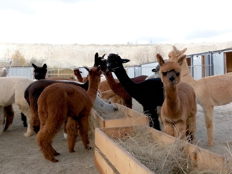В Воронежской области сняли карантин с чилийских альпак