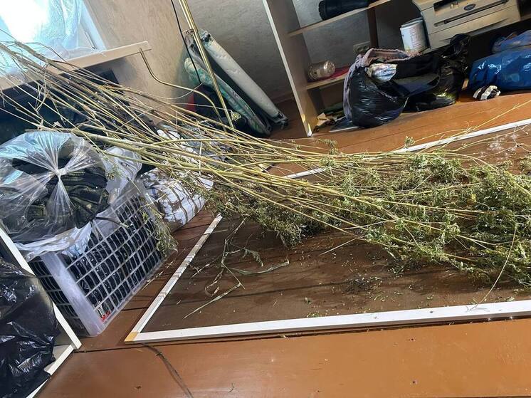 Приморец хранил в дачном домике Уссурийска запрещенные растения