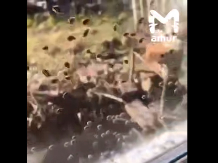 В Приморье жители села Тихое столкнулись с небывалым нашествием божьих коровок