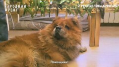 Собака-инспектор из Бурятии помогает бойцам СВО