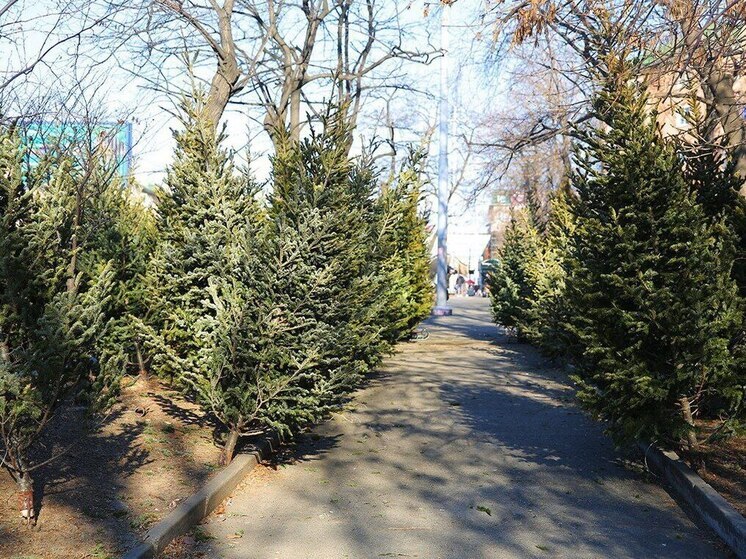 Дополнительные площадки для продажи елок предлагают владивостокским бизнесменам