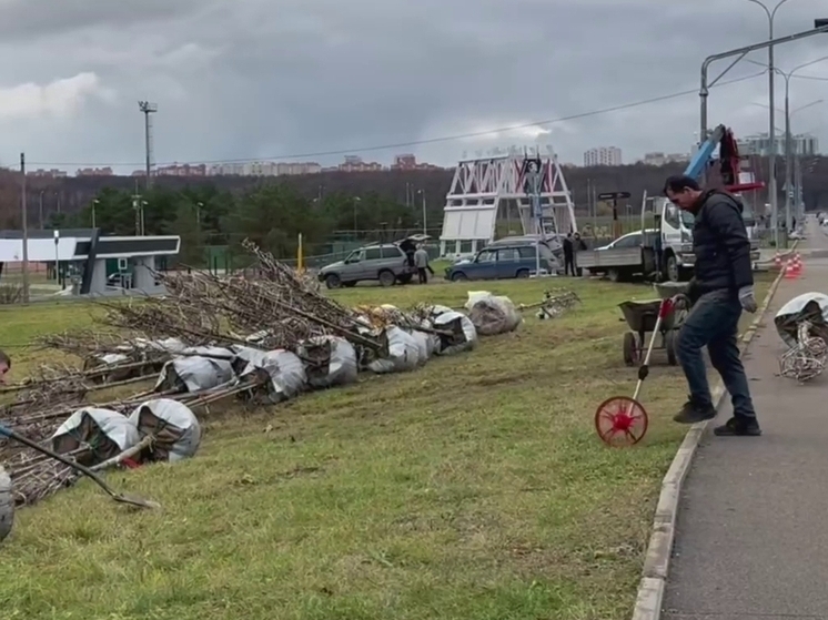 На набережной в Калуге посадили 80 клёнов
