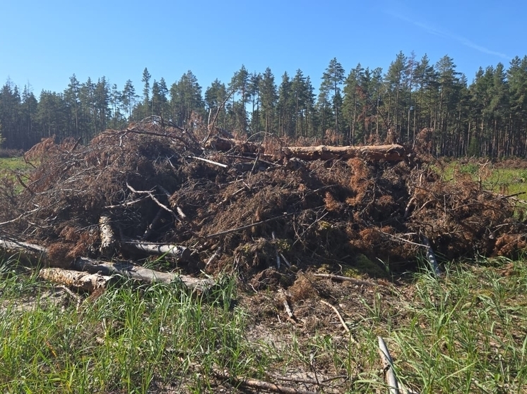 Во Владимирской области прокуратура инициировала проверку бардака в Гусевском лесничестве