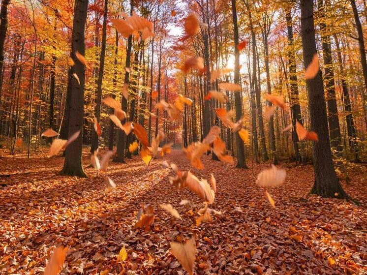 Народные приметы на 2 ноября 2025 года: предсказываем погоду