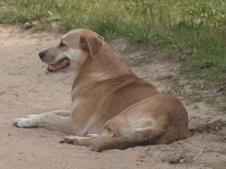 В деревне Грузино 3 ноября будут отлавливать бездомных животных