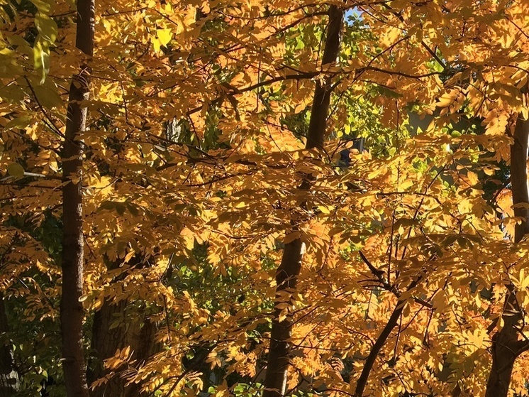 Саратовцы сегодня попадут под дождь, но не все
