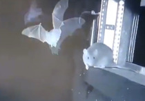 Ученые впервые зафиксировали уникальное поведение городских крыс, которые научились охотиться на летучих мышей прямо в полете