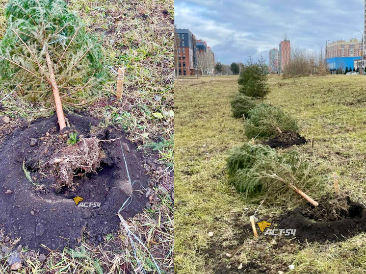 В микрорайоне Родники в Новосибирске ураган снес недавно высаженные ели