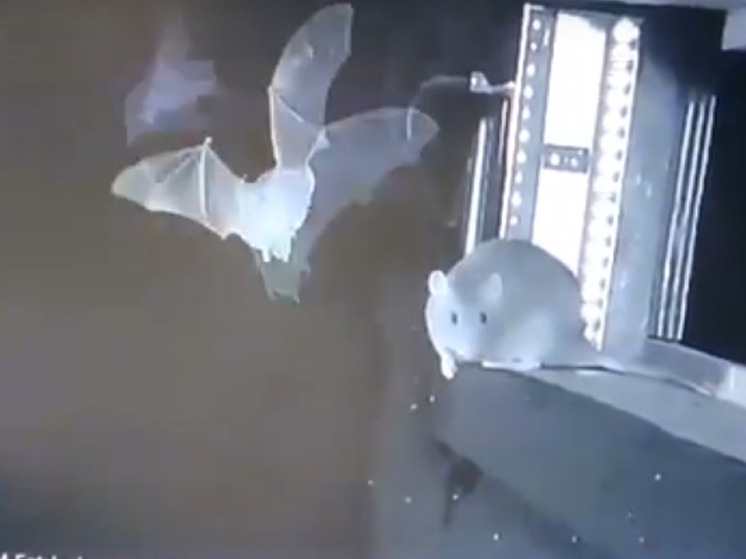 Городские крысы нападают на летучих мышей прямо в полете