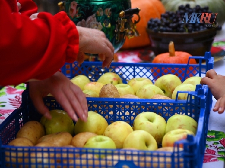 Калужская область бьёт рекорды по урожаю яблок