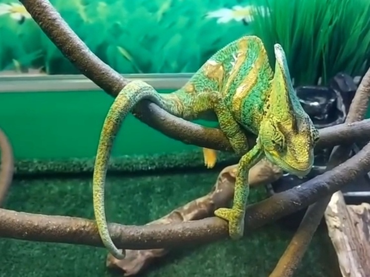 Хамелеон из хакасского зоопарка показал умение «сливаться» с будними днями
