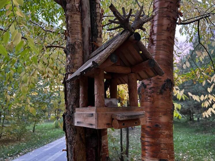 Белки покусали пять человек в парках Бийска в октябре