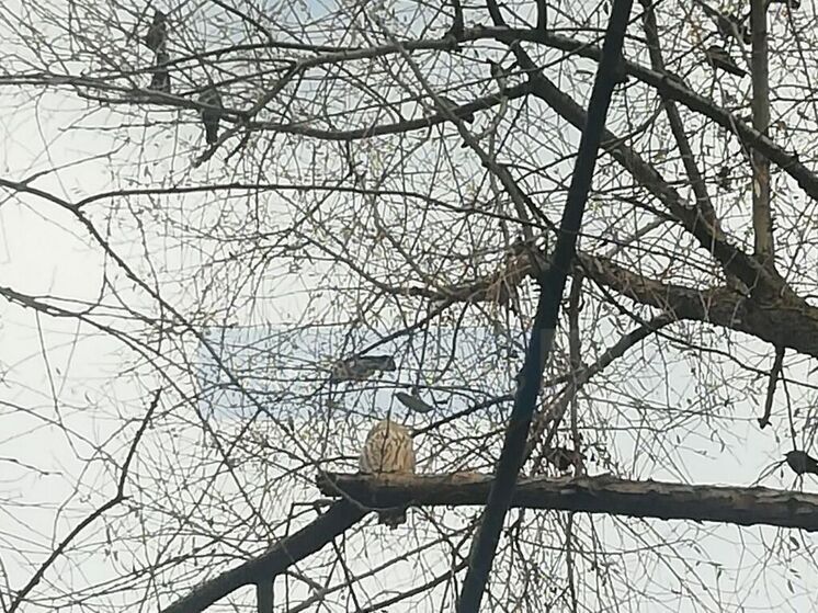 Ивановцы рассказывают о массовом нашествии сов