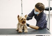 Ежемесячные расходы на содержание кошек у россиян в среднем ниже, чем на собак: на первых уходит от 3000 до 5000 руб