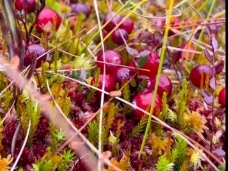 Калужанам рассказали, где в области растёт морошка