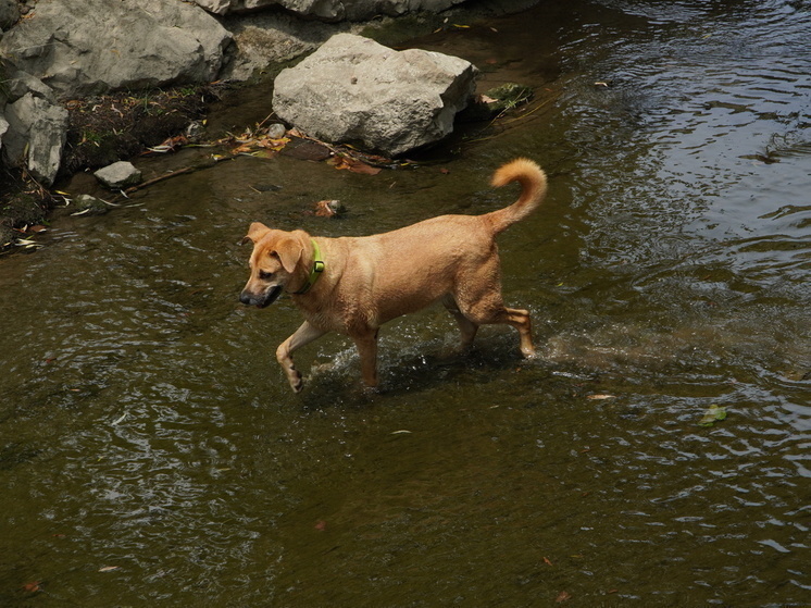 В Симферополе бродячая собака напала на двухлетнего ребенка