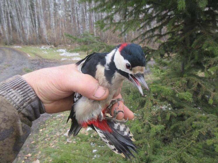 В Саргатском районе инспектор освободил дятла, запутавшегося в леске