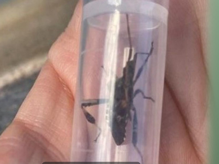 В Калининградской области объявлен карантин из-за соснового клопа