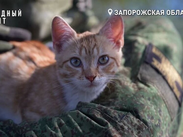 Милый рыжий котёнок помогает штурмовикам на Запорожском направлении