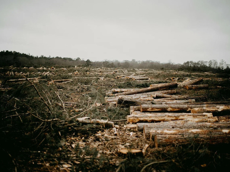 В одном из районов Карелии зафиксирована незаконная вырубка лесных насаждений