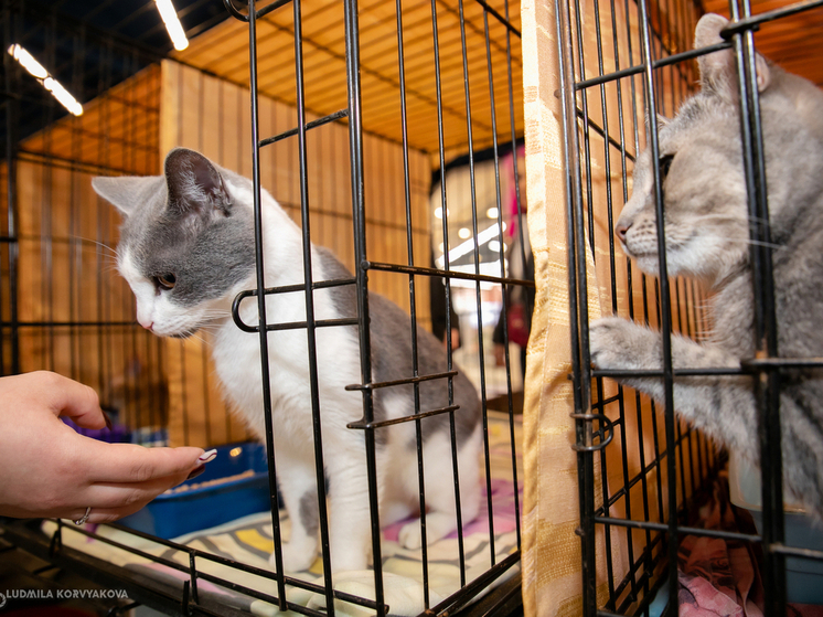В Петрозаводске начал свою работу первый городской приют для животных, не имеющих дома