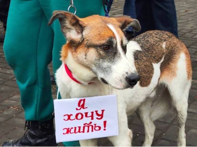 Новосибирские зоозащитники выступили против закона об эвтаназии бездомных животных