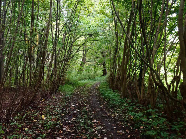 Калининградские власти решили расчистить 6 ручьёв и восстановить леса