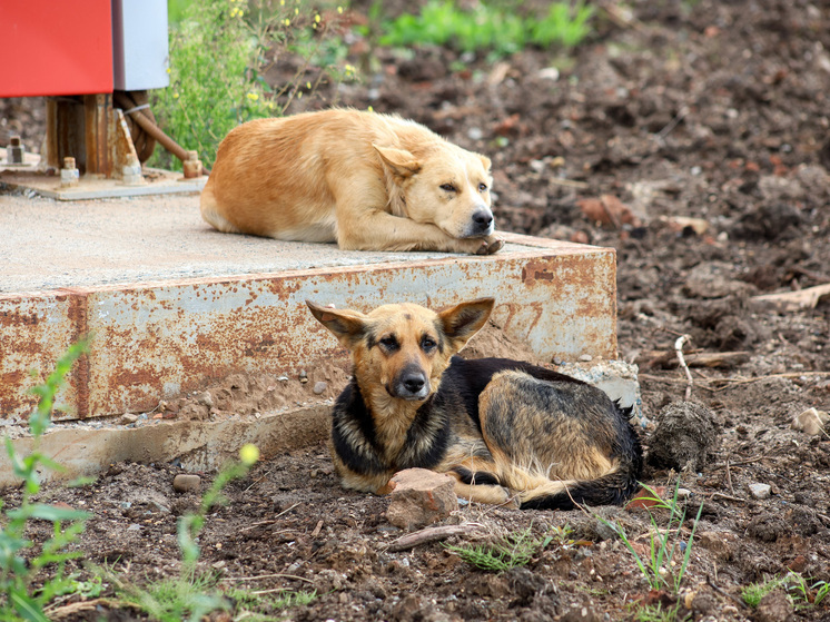 В России необходимо запретить самовыгул домашних собак