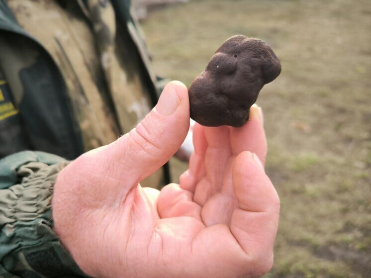 В Петровском районе грибники нашли самые дорогие грибы в мире