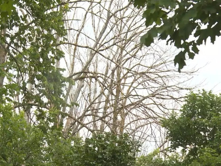 В Воронежской области впервые выявили опасное заболевание ясеня