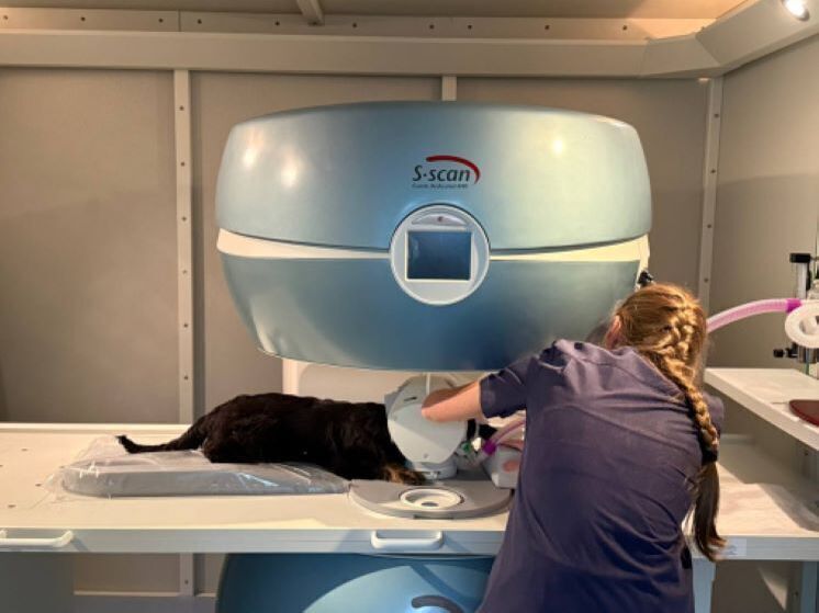 В Белгороде заработает ветеринарный магнитно-резонансный томограф