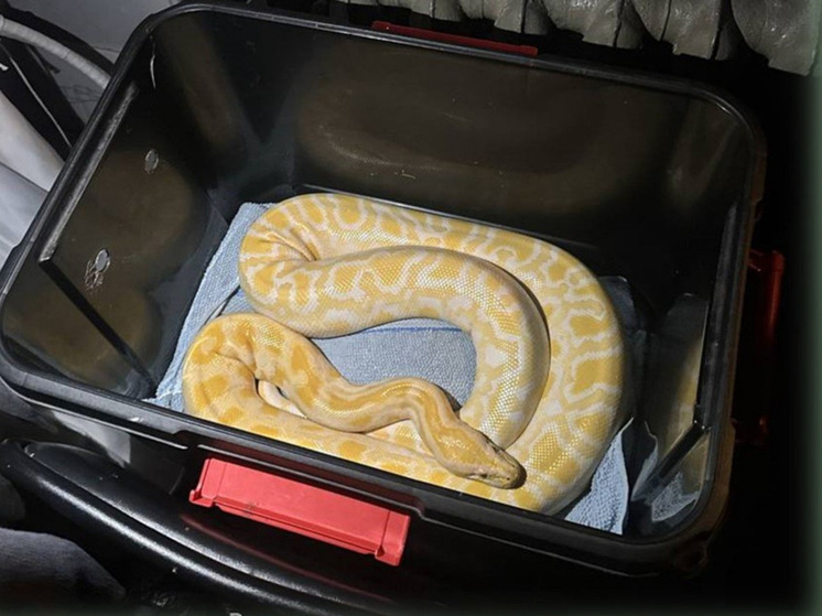 В Калининграде оштрафовали передвижной цирк за нелегальное использование зверей