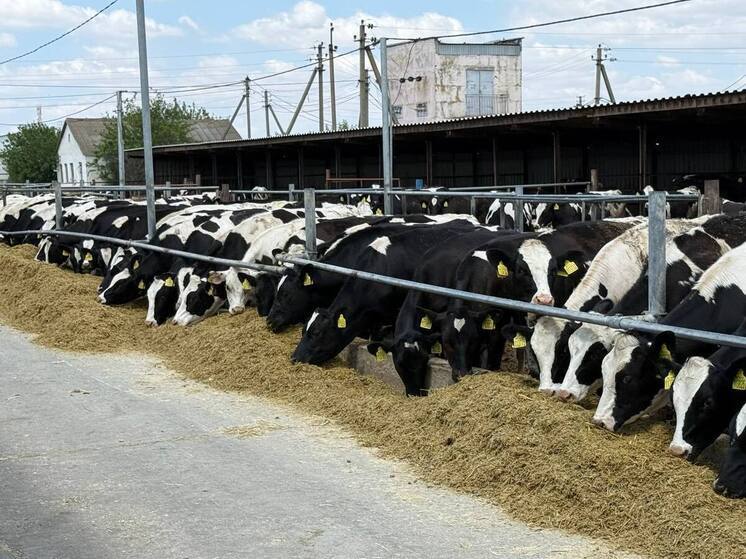 В Крыму планируют увеличить производство сельхозпродукции в 2026 году