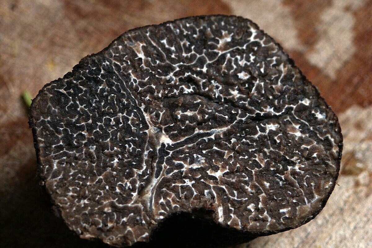 V Saratovski regiji našli najdražje gobe na svetu – črne tartufe