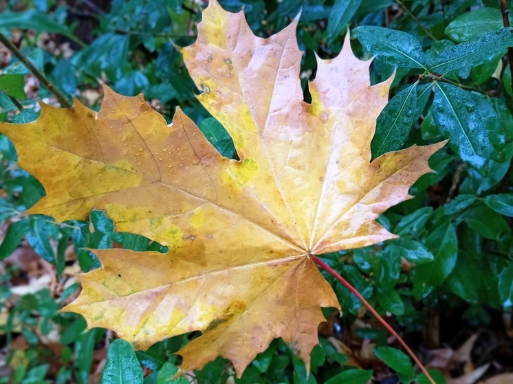 В Саратовской области ожидаются заморозки