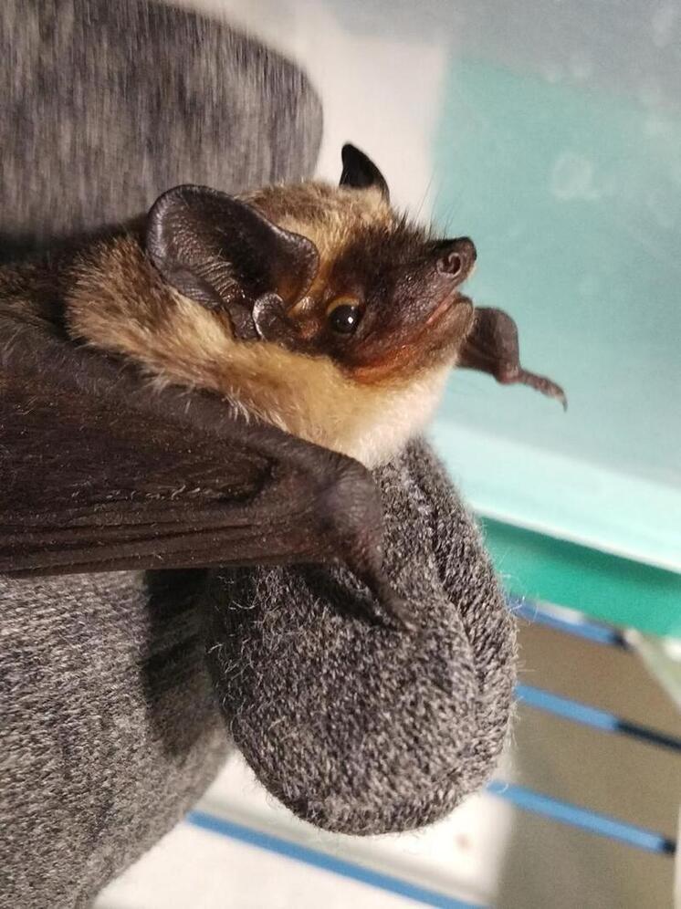 В Туле спасли редкую летучую мышь, оказавшуюся на улице в холод