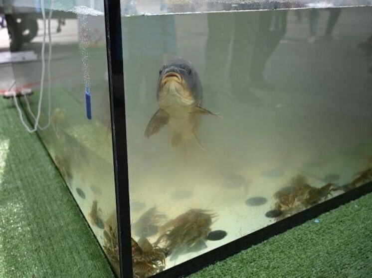 На Южном Урале вырастет производство рыбы