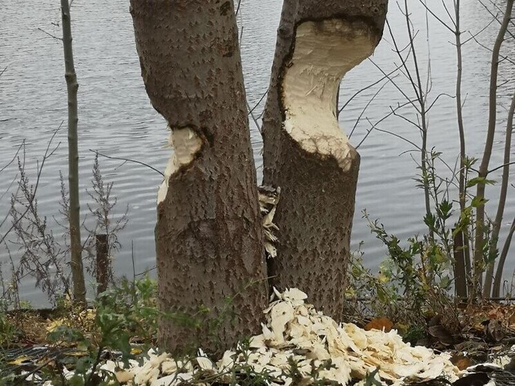 Бобры на ужин в Петербурге приготовили себе деревья