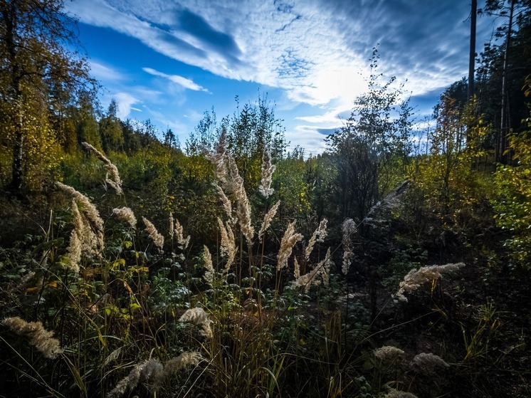 Приметы на Иларионов день: что нельзя делать 3 ноября 2025 года