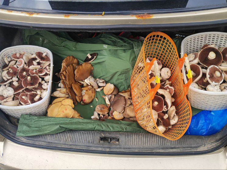 В Ростовской области грибники насобирали полные пакеты шампиньонов и вешенок