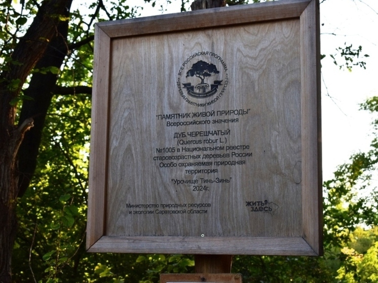 Стал известен точный возраст энгельсского дуба-великана