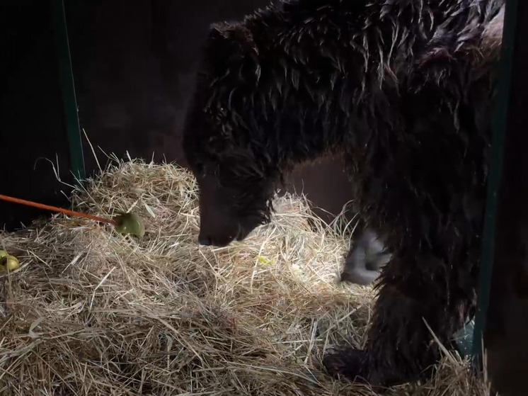 Хоспис «Дом Тигра» под Выборгом принял на временное проживание двух медведей
