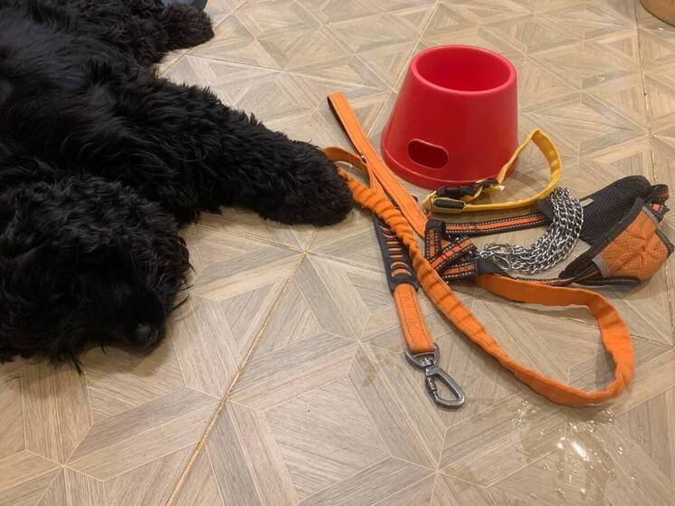 Агрессивный петербуржец швырнул в стену лающую маленькую собаку