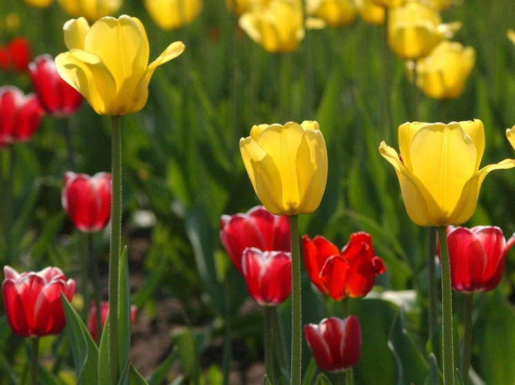 Ноябрь - самая унылая пора осени, но подмосковным садоводам некогда предаваться хандре и лени