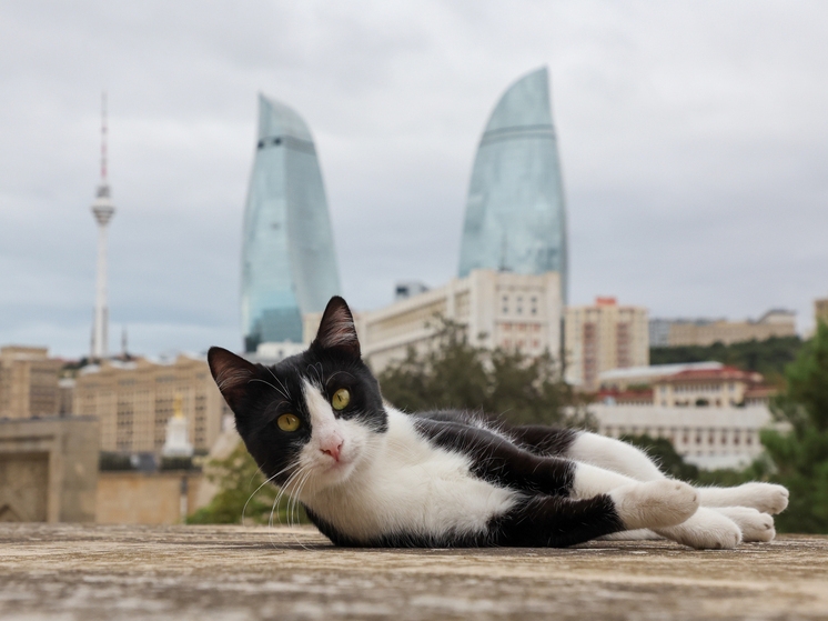 El gato que se había escapado de una turista rusa fue encontrado gracias a una cámara térmica en el aeropuerto de Estambul.