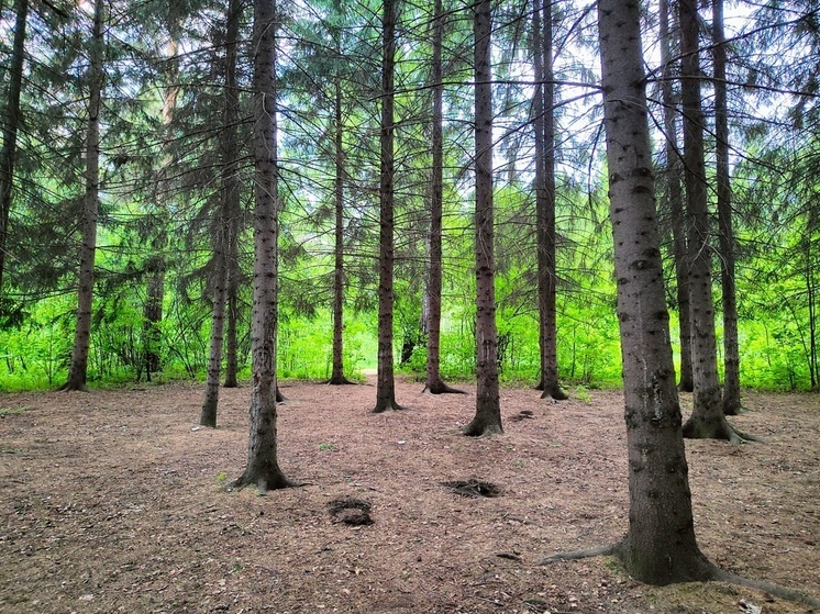 Карантин по бешенству введут в Новосибирской области с 6 ноября