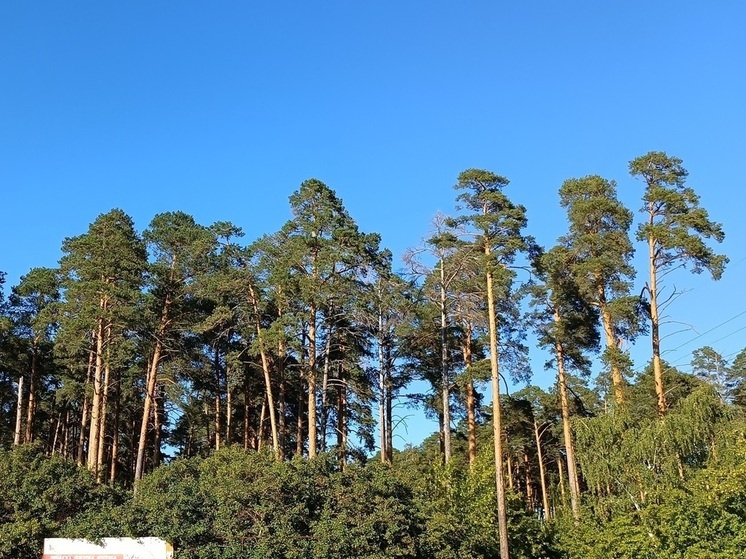 Зооспасатели сняли кусачего кота с сосны в Дегтярске